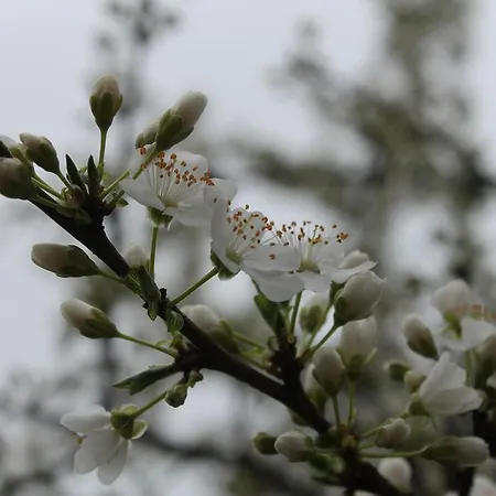 Apartman News Bukarest